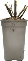 Rosa nina weibull (struikroos) 35cm - afbeelding 2