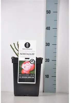 Rosa 'Nostalgie'® (Roos 'Nostalgie') - afbeelding 1