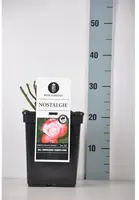 Rosa 'Nostalgie'® (Roos 'Nostalgie') - afbeelding 1