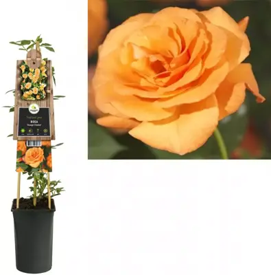 Rosa 'Orange Climber' (Klimroos) klimplant 75cm - afbeelding 1