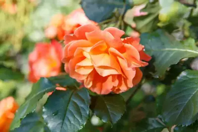 Rosa 'Orange Climber' (Klimroos) klimplant 75cm - afbeelding 3
