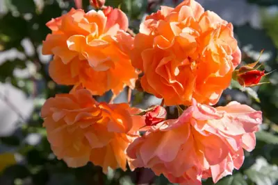 Rosa 'Orange Climber' (Klimroos) klimplant 75cm - afbeelding 4