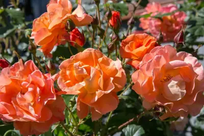 Rosa 'Orange Climber' (Klimroos) klimplant 75cm - afbeelding 5