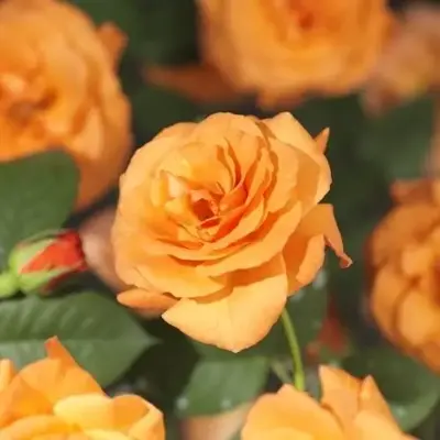 Rosa 'Orange Climber' (Klimroos) klimplant 75cm - afbeelding 2