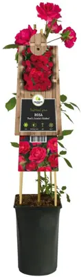 Rosa 'Paul's Scarlet Climber' (Klimroos) klimplant - afbeelding 3