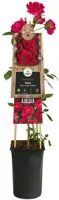 Rosa 'Paul's Scarlet Climber' (Klimroos) klimplant - afbeelding 3