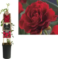 Rosa 'Paul's Scarlet Climber' (Klimroos) klimplant - afbeelding 1
