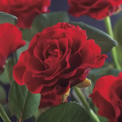 Rosa 'Paul's Scarlet Climber' (Klimroos) klimplant - afbeelding 2