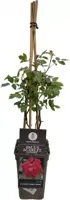 Rosa paul scarlet climber (Klimroos) 50-60 cm - afbeelding 2