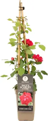 Rosa paul scarlet climber (Klimroos) 50-60 cm - afbeelding 1