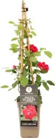 Rosa paul scarlet climber (Klimroos) 50-60 cm - afbeelding 1