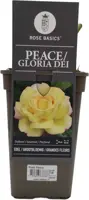 Rosa peace (struikroos) - afbeelding 1