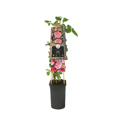 Rosa 'Pink Candy' (Klimroos) klimplant - afbeelding 2