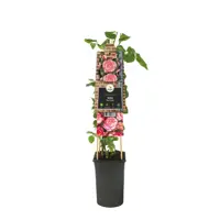 Rosa 'Pink Candy' (Klimroos) klimplant - afbeelding 2