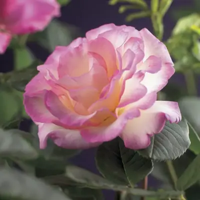 Rosa 'Pink Candy' (Klimroos) klimplant - afbeelding 4
