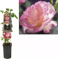 Rosa 'Pink Candy' (Klimroos) klimplant 75cm - afbeelding 1