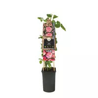 Rosa 'Pink Candy' (Klimroos) klimplant 75cm - afbeelding 2
