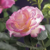 Rosa 'Pink Candy' (Klimroos) klimplant 75cm - afbeelding 4