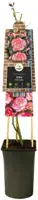 Rosa 'Pink Candy' (Klimroos) klimplant - afbeelding 3