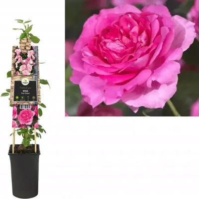 Rosa 'Pink Climber' (Klimroos) klimplant - afbeelding 1