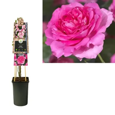 Rosa 'Pink Climber' (Klimroos) klimplant 75cm - afbeelding 2