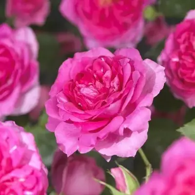 Rosa 'Pink Climber' (Klimroos) klimplant 75cm - afbeelding 3