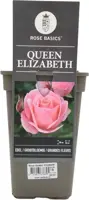 Rosa queen elizabeth (struikroos) - afbeelding 1