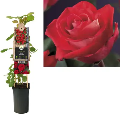 Rosa 'Red Climber' (Klimroos) klimplant - afbeelding 2