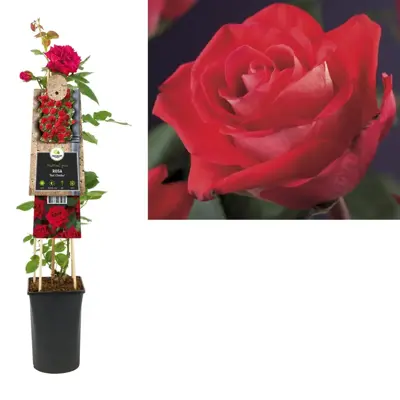 Rosa 'Red Climber' (Klimroos) klimplant - afbeelding 1