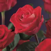 Rosa 'Red Climber' (Klimroos) klimplant 75cm - afbeelding 4