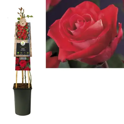 Rosa 'Red Climber' (Klimroos) klimplant 75cm - afbeelding 3