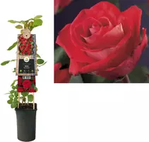 Rosa 'Red Climber' (Klimroos) klimplant 75cm kopen?
