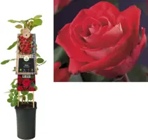 Rosa 'Red Climber' (Klimroos) klimplant 75cm - afbeelding 2