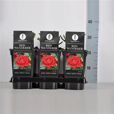 Rosa 'Red Wanderer' (Roos 'Red Wanderer') - afbeelding 1
