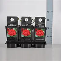 Rosa 'Red Wanderer' (Roos 'Red Wanderer') - afbeelding 1