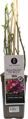 Rosa rhapsody in blue (klimroos) 50-60 cm - afbeelding 1