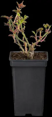 Rosa (Roos) - afbeelding 34