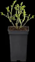 Rosa (Roos) - afbeelding 35