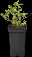 Rosa (Roos) - afbeelding 38