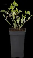 Rosa (Roos) - afbeelding 33