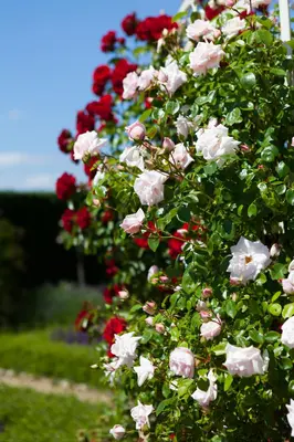 Rosa (Roos) - afbeelding 19