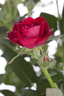 Rosa (Roos) - afbeelding 1