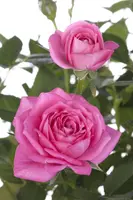 Rosa (Roos) - afbeelding 4