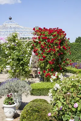 Rosa (Roos) - afbeelding 7