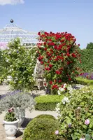 Rosa (Roos) - afbeelding 7