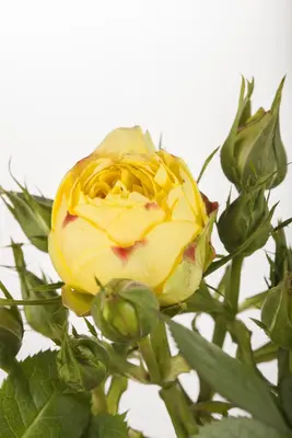 Rosa (Roos) - afbeelding 11