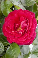 Rosa (Roos) - afbeelding 22