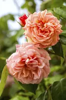 Rosa (Roos) - afbeelding 25