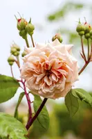 Rosa (Roos) - afbeelding 26