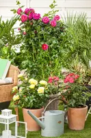 Rosa (Roos) - afbeelding 39